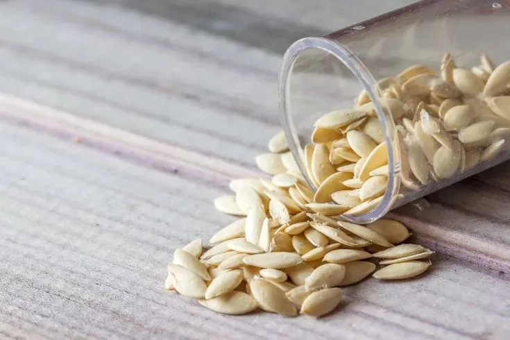 Fresh Cucumber Seeds